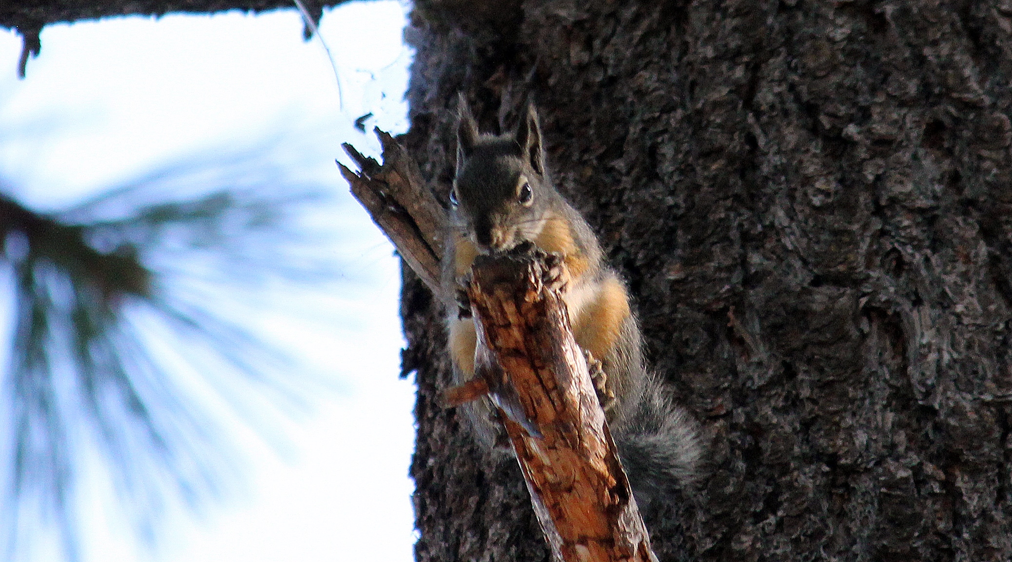 Tahoe-2021-Week2-3