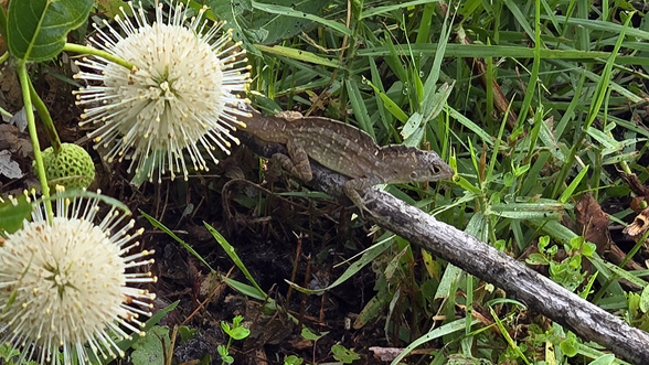 Crested Anole Feature