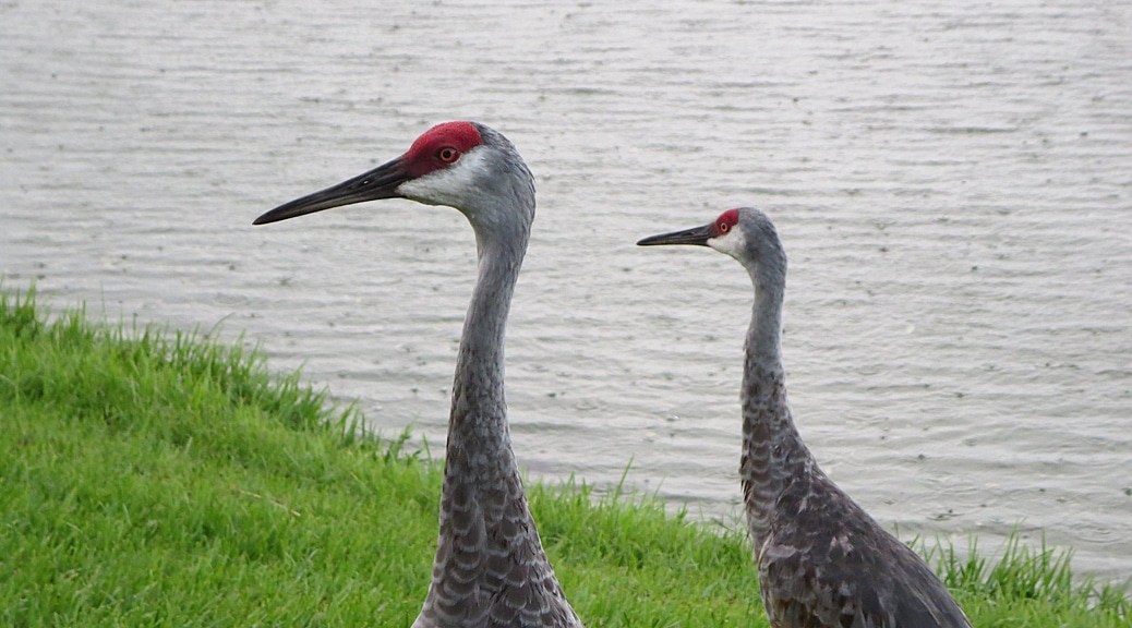 Sandhill-Cranes